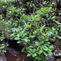 Mastixia nimalii Kosterm.